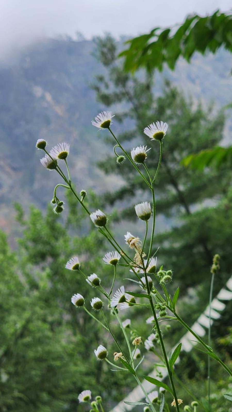 Wolf Stays Kasol Exterior photo