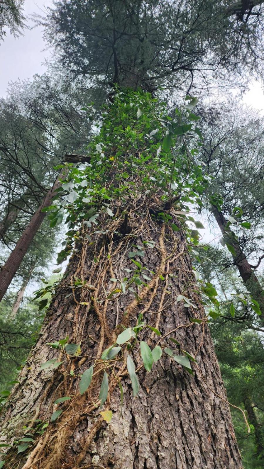 Wolf Stays Kasol Exterior photo