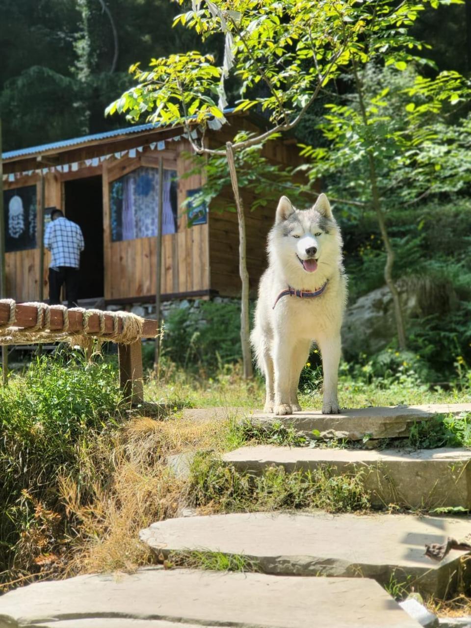 Wolf Stays Kasol Exterior photo